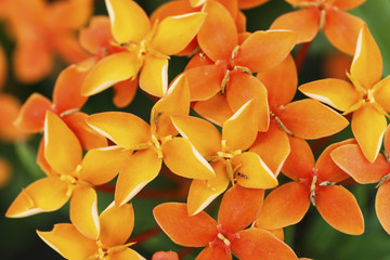Close up photo of a bunch of ixora flower at full bloom