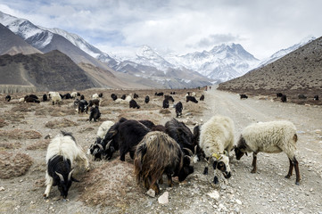Sheeps in Himalaya - obrazy, fototapety, plakaty