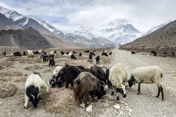 Papier Peint photo Lhotse Sheeps in Himalaya