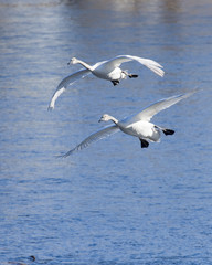 Fototapeta na wymiar Swans lądowania