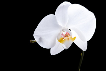 White flower of orchid on isolated black