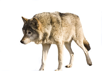 Fototapeta premium Wolf