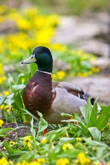 Duck with yellow flowers