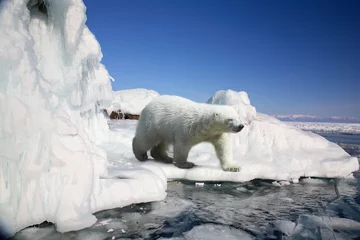 Crédence de cuisine en verre imprimé Ours polaire ours polaire debout sur le bloc de glace