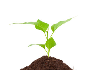 green plant with leaves in earth isolated on white
