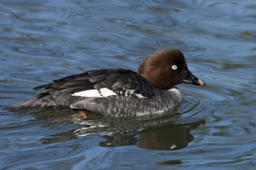 female goldeneyes