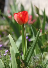 Tulipe rouge - Amour éternel