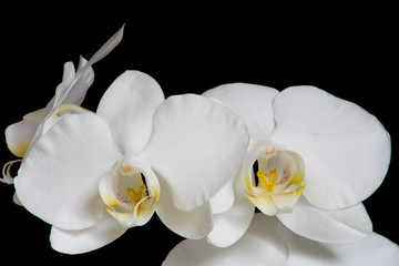 Zwei Orchidee Blüten weiß auf schwarz