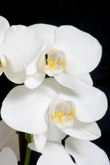 Fototapeta na wymiar Orchidee Blüten weiß auf schwarz Hochformat