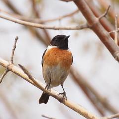 Common Stonechat, Saxicola torquata