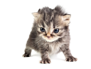 Obraz premium Little kitten isolated