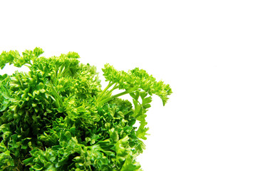 Fototapeta premium green parsley