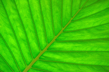 green leaf texture