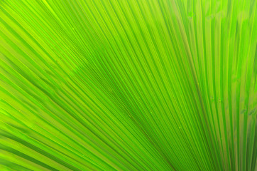 Fototapeta premium leaf texture
