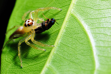 Jumping Spider eating