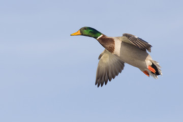 Obraz premium Flying Mallard