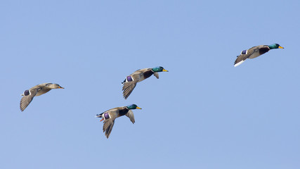 Flying Mallards