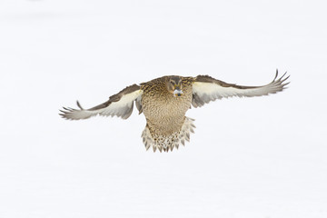 Flying Mallard Female