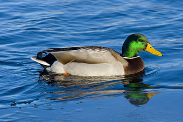 Swimming Mallard