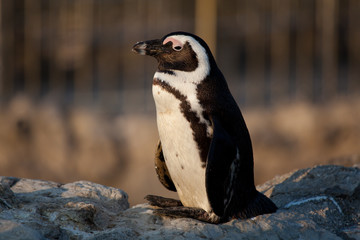 Pinguino, La Magdalena, Santander, Cantabria, España