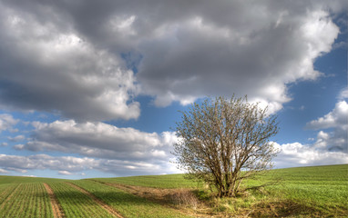 Fototapeta na wymiar Green field with a tree and blue sky