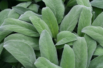 Fototapeta premium leaves fragrant sage green ready to harvest