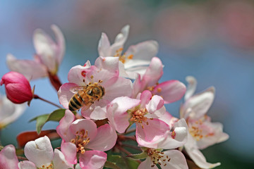 Fototapeta na wymiar Pszczoła na Crabapple Blossom