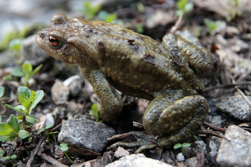 single toad