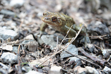 single toad DOF