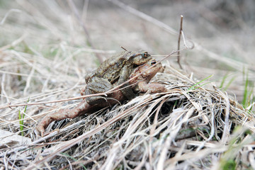toads in Love