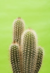 Obraz premium Cactus