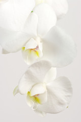 Fototapeta na wymiar Orchidee z bliska