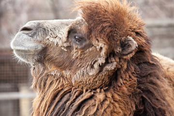 camel portrait