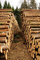 Stock de grumes