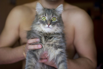 Gray cat in my hands