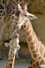 Giraffe (Giraffa camelopardalis) with its baby