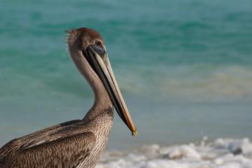 Pélican Cubain