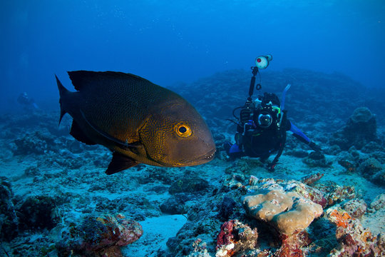 Midnight Snapper & Underwater Photographer, Maldives