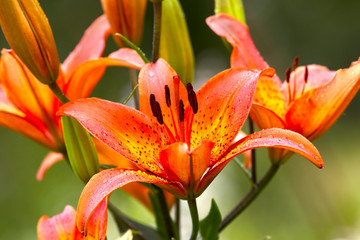 Lilies bush