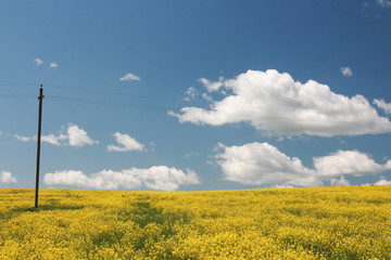 Yellow field and blue sky. Germany.