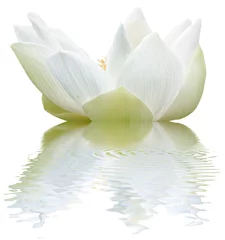 Papier Peint photo Lavable fleur de lotus lotus blanc