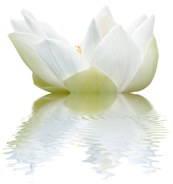 Fototapeta lotus blanc