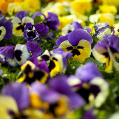 bratki fioletowe małe dużo sadzonki ogród niebieskie żółte - obrazy, fototapety, plakaty