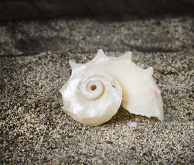 spiral seashell on sand