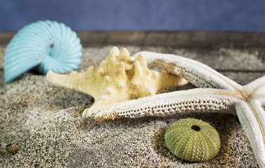 seashells composition on sand