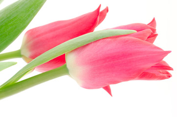 チューリップの切り花