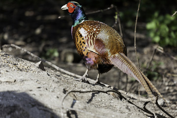 The Common Mongolian Ringneck Male Pheasant
