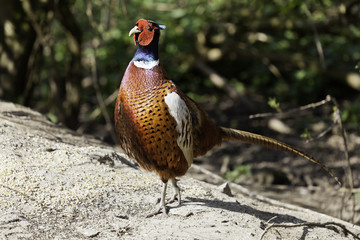 The Common Cock Pheasant Proud And Aloof