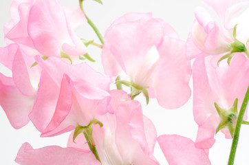 ピンクのスイートピーの切り花