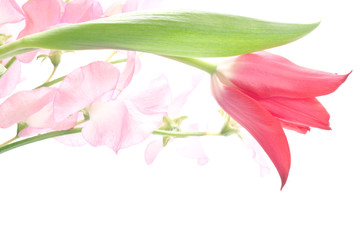 チューリップとスイートピーの切り花